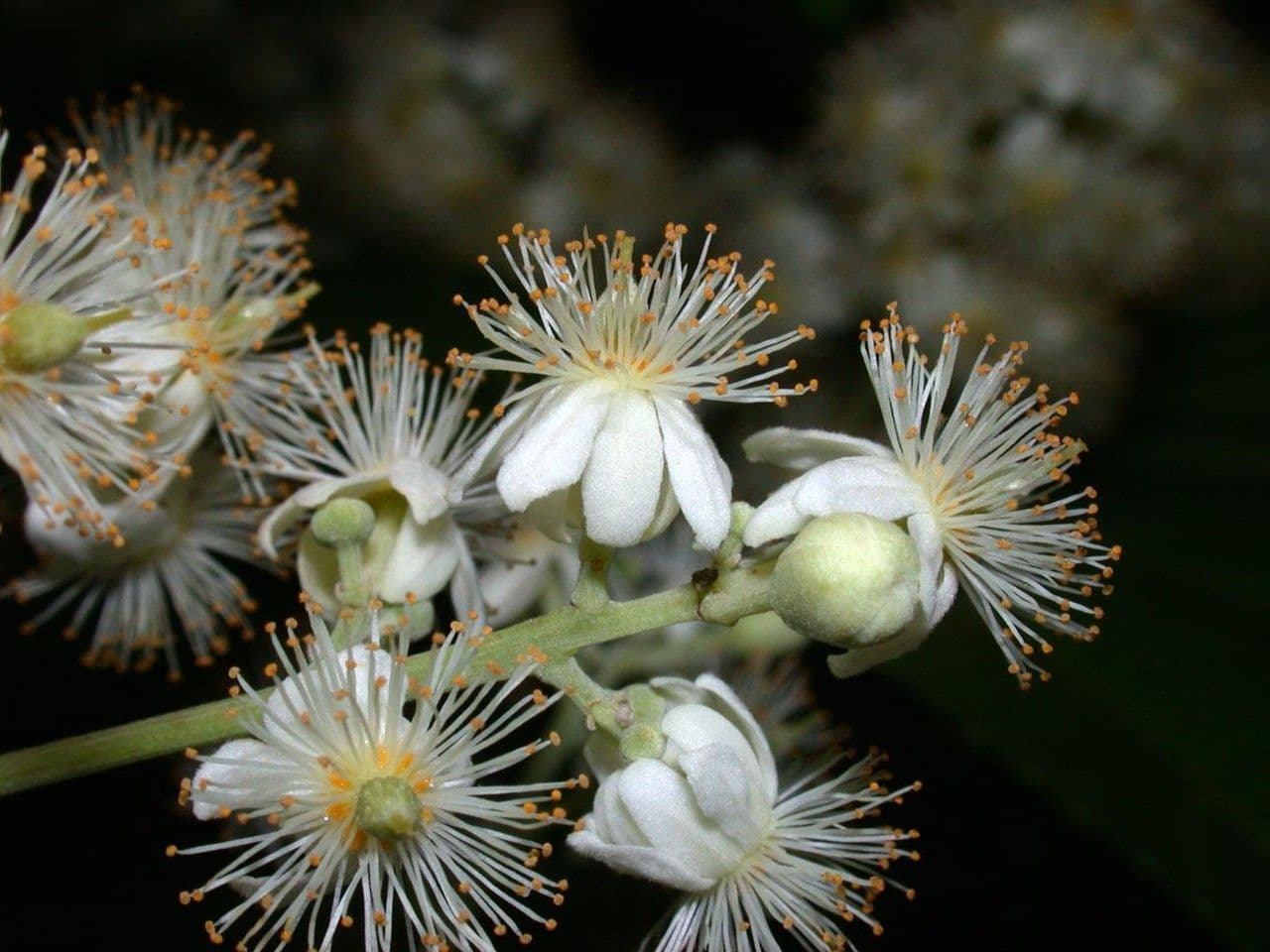 Lindens Pleuranthodendron 4