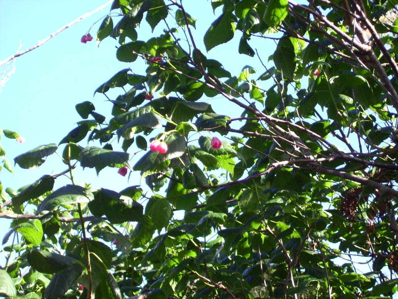 Dombeya 19