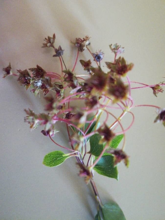 Spirea trilobata 4