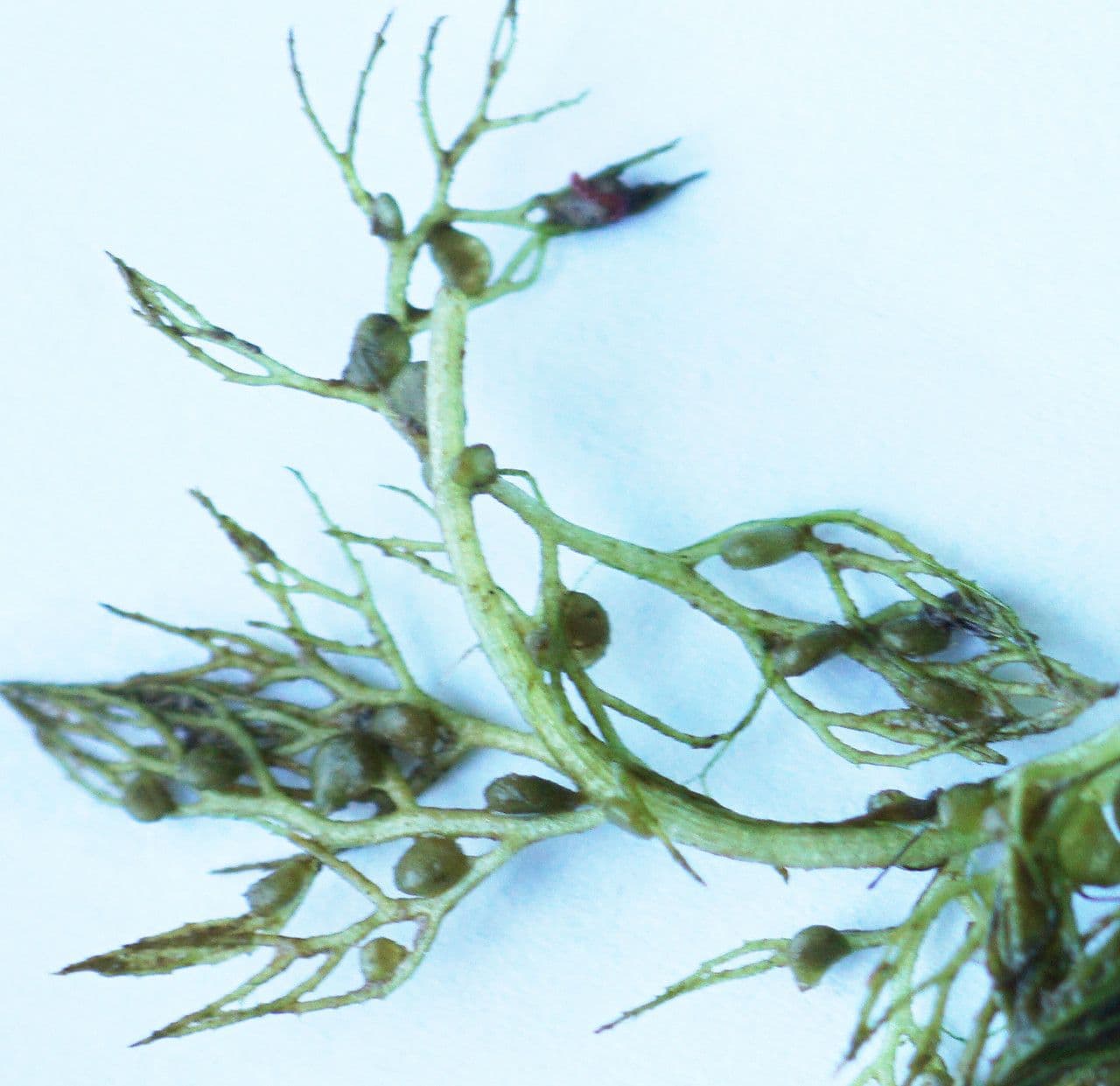 Erba vescica 16