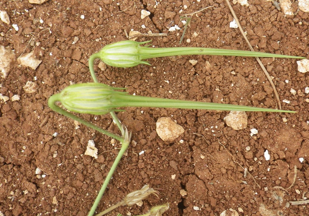 Kranichschnabel 4