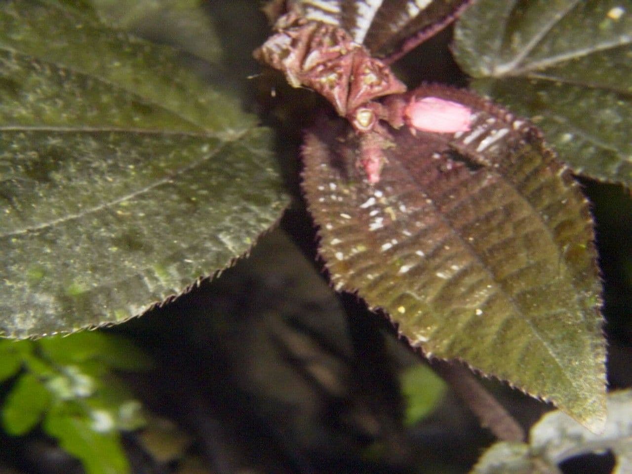 Triolena 6