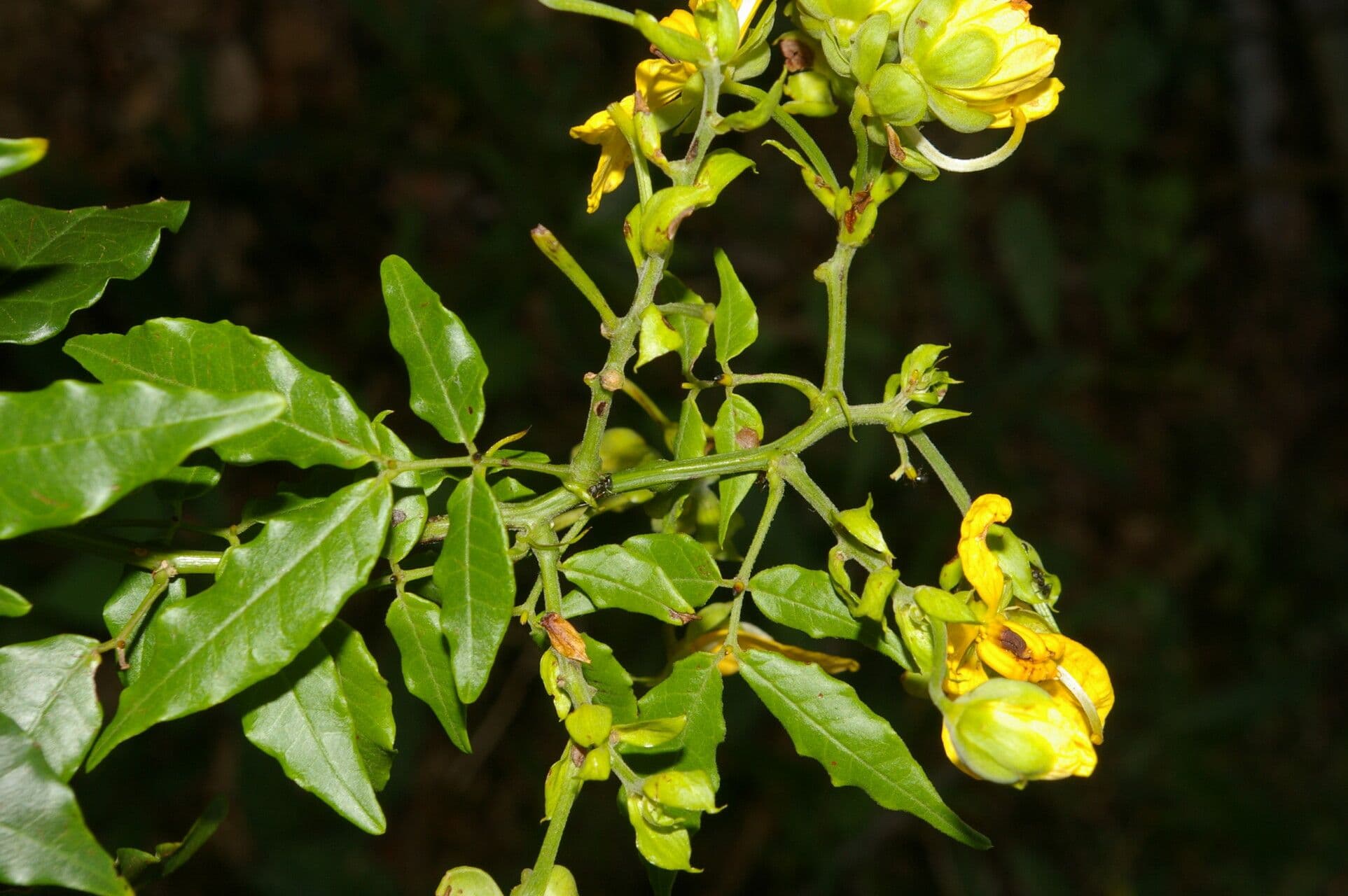 Senna undulata