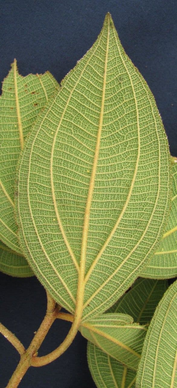 Miconia 13