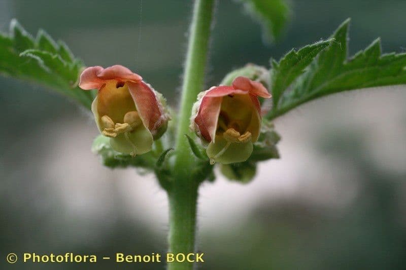 Ropucha 3