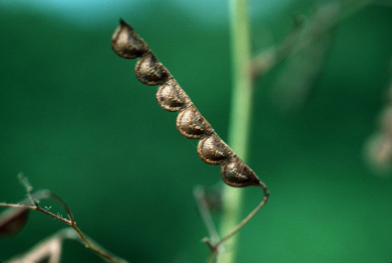 Desmodium 5