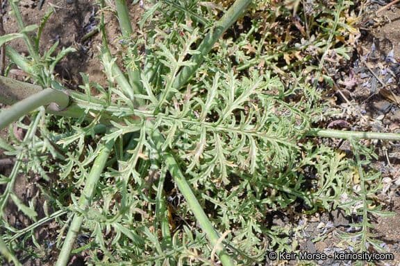 Saltugilia 11