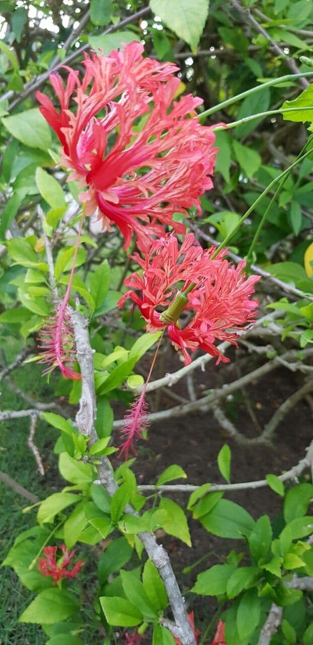 Hibiscus cispadanus 20