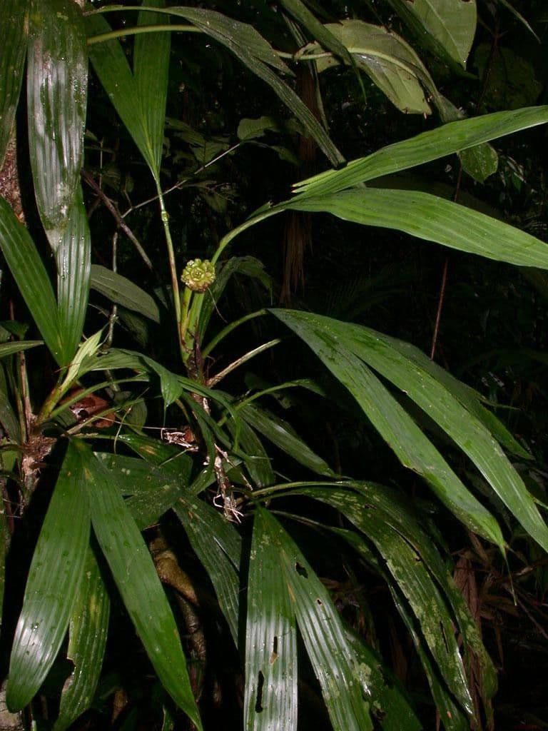 Evodianthus 15