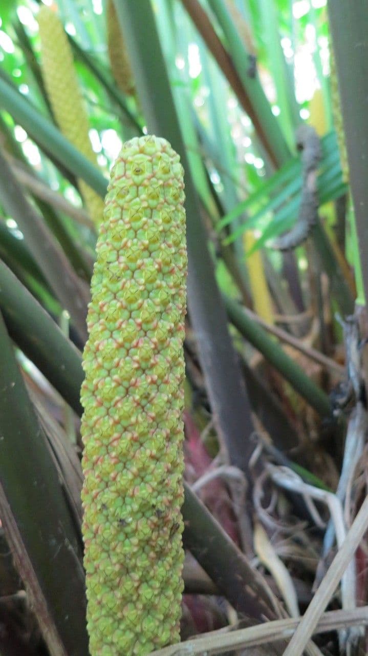 Carludovica 7
