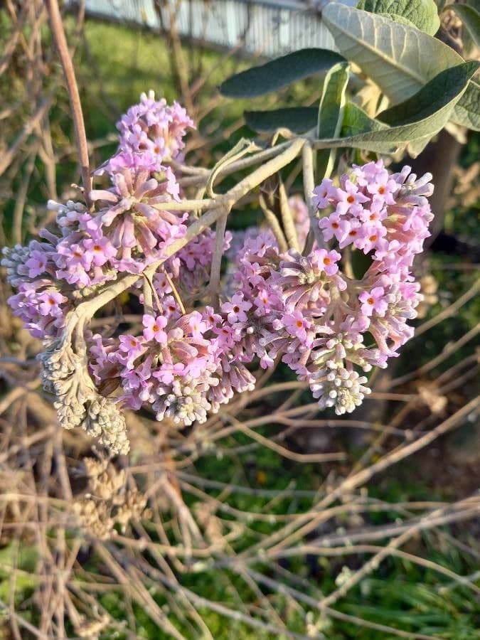 Salbei-Buddleie 6