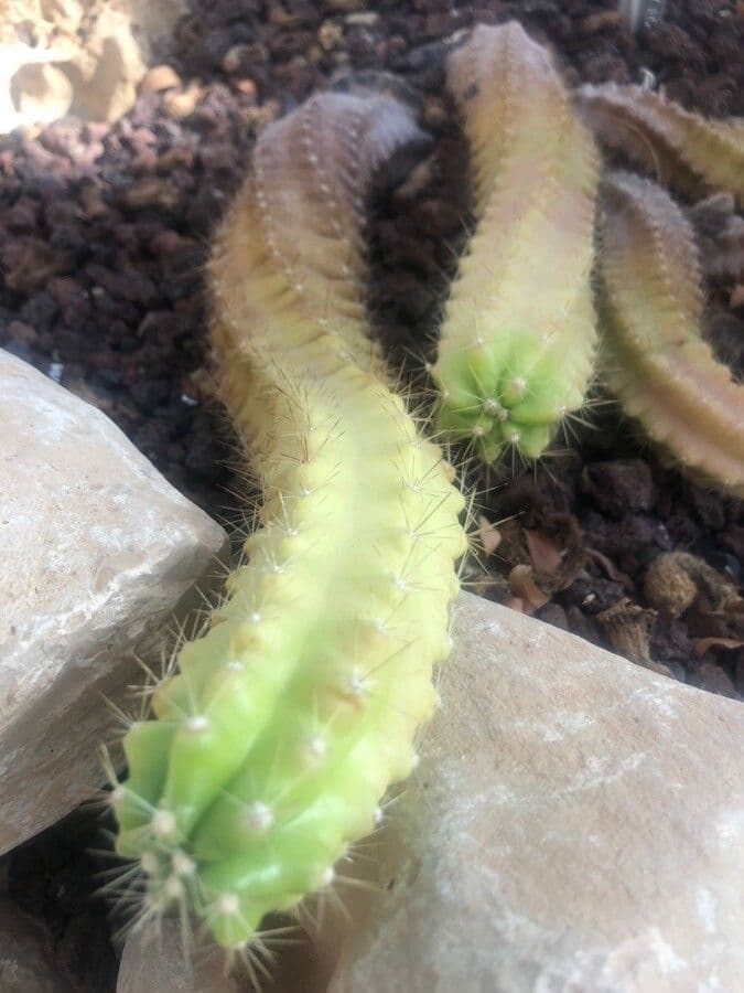 Echinocereus cinerascens 4