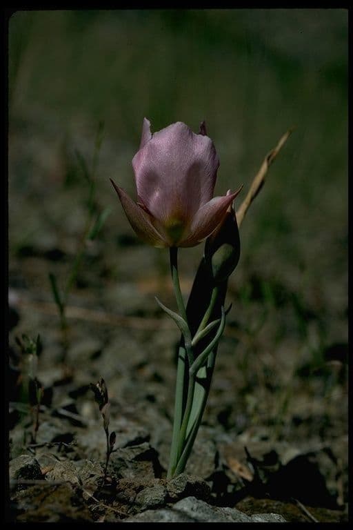 Calochortus 5