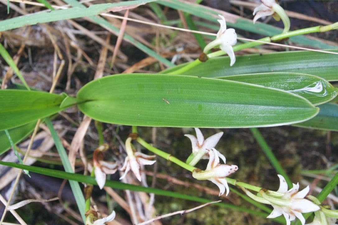 Angraecum 13