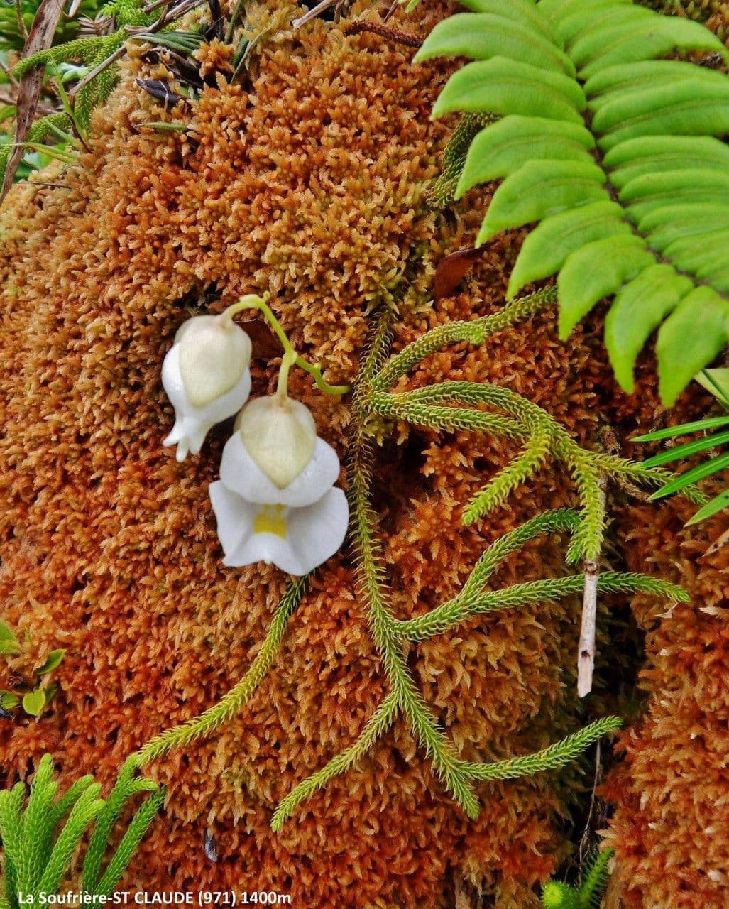 Utricularia