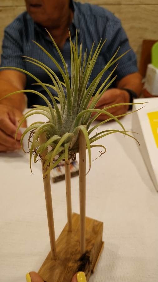 Tillandsia ionantha 11