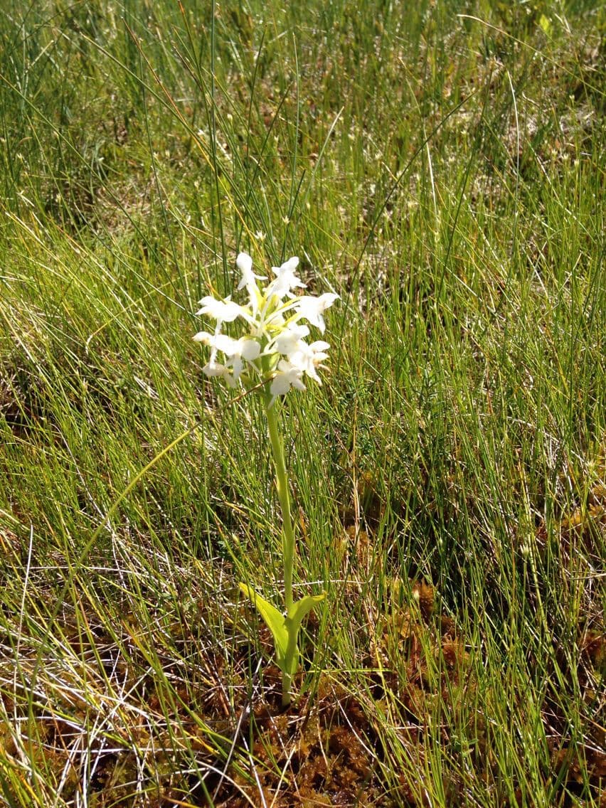 Platanthère 6