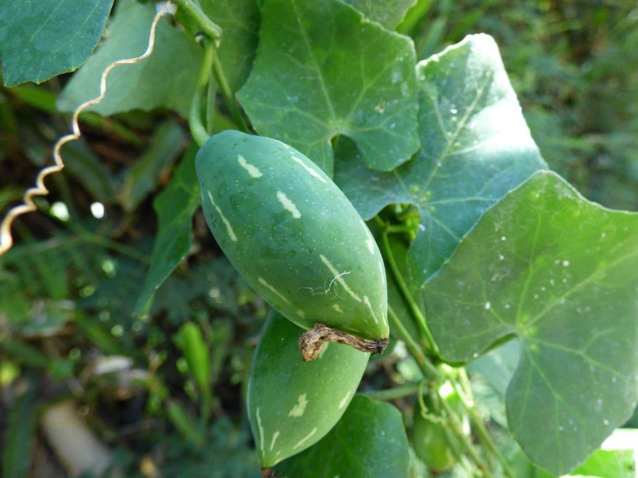 Melón escarlata