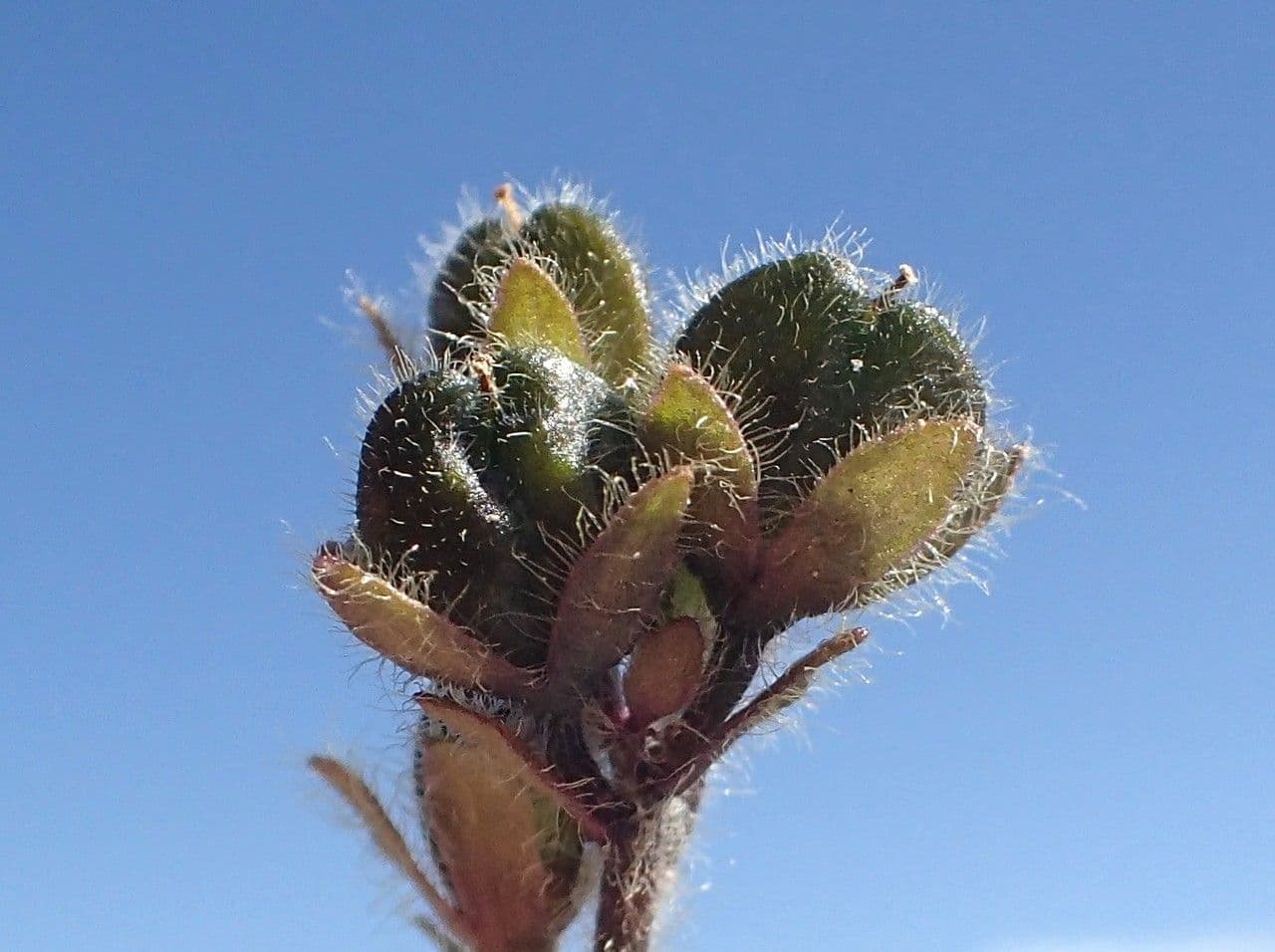 Veronica alpina 5