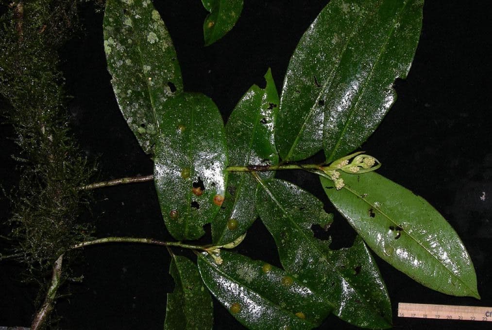 Ardisia 20