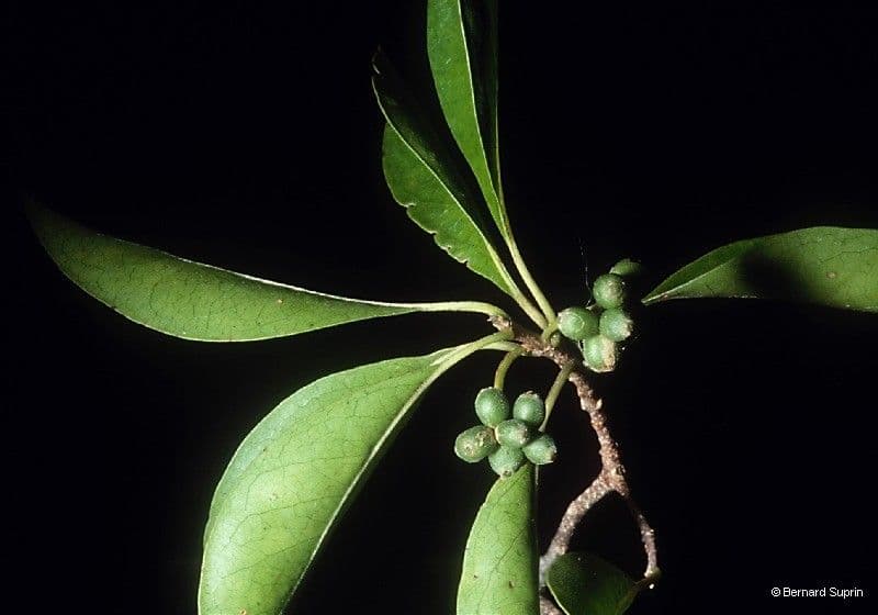Tinadendron 8