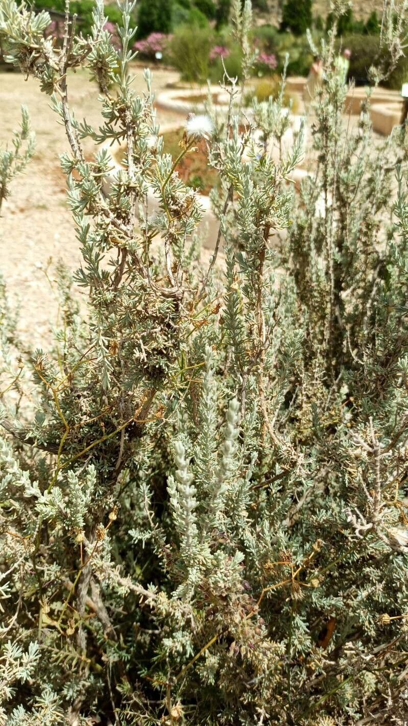 Rosmarin 10