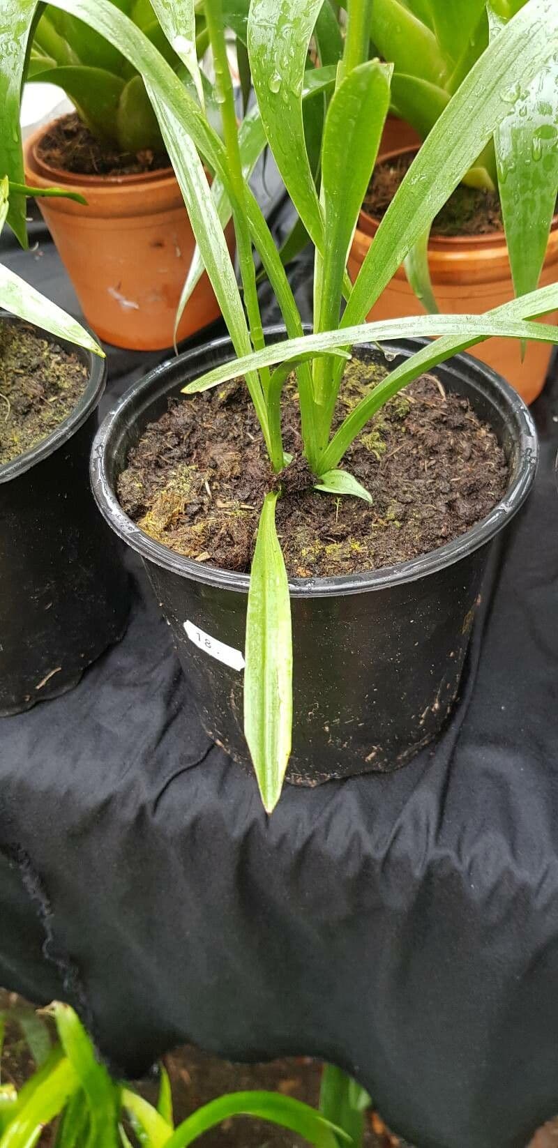 Spiranthes cernua 14