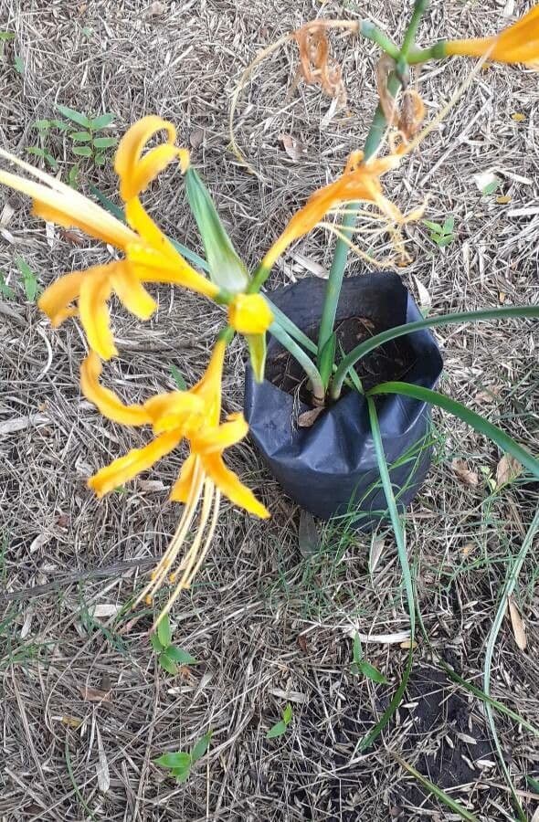 Goldene Spinnenlilie 2