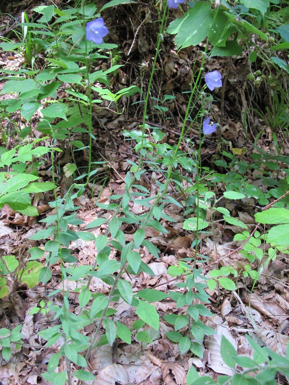 Baumgartens Glockenblume 6