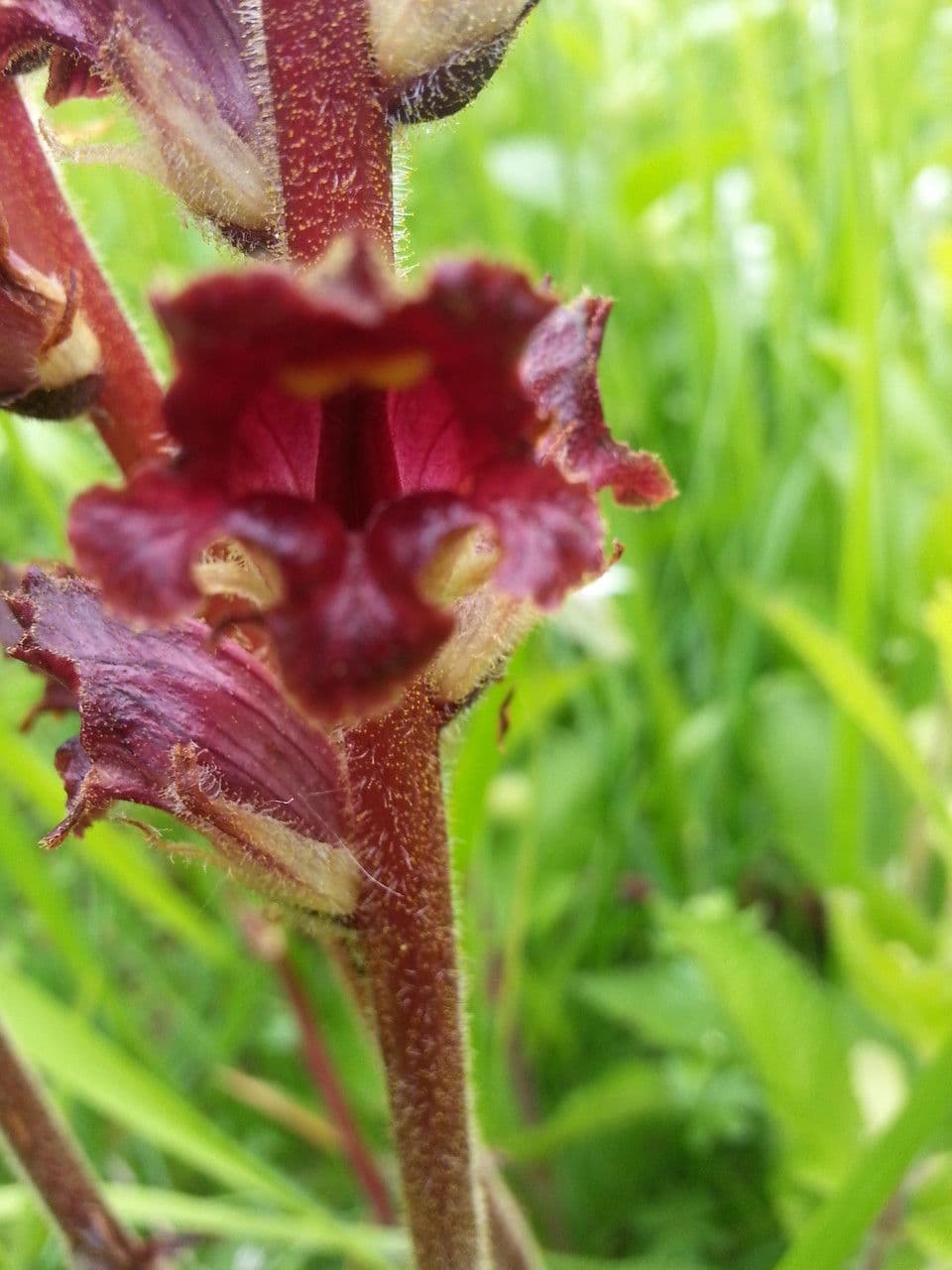 Orobanche sanguigna 5