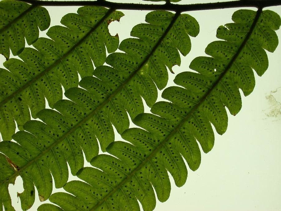 Thelypteris 10
