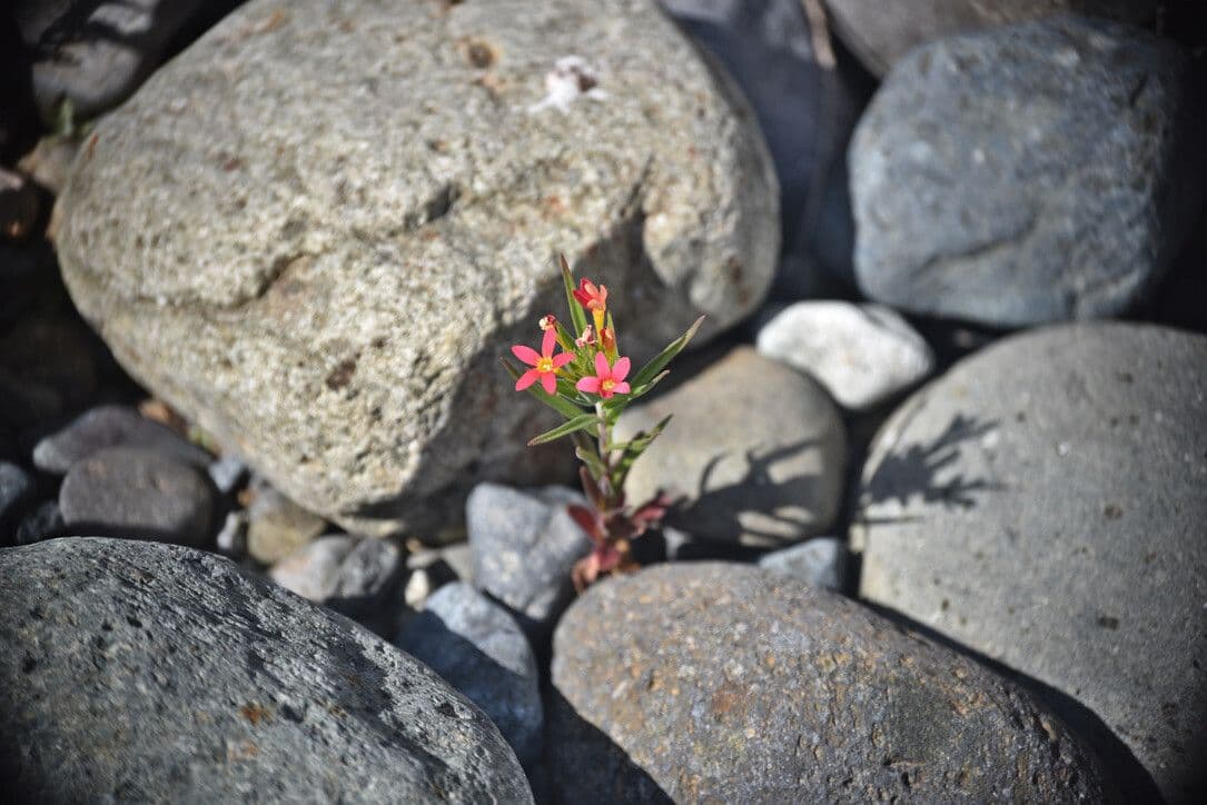 Collomia 5