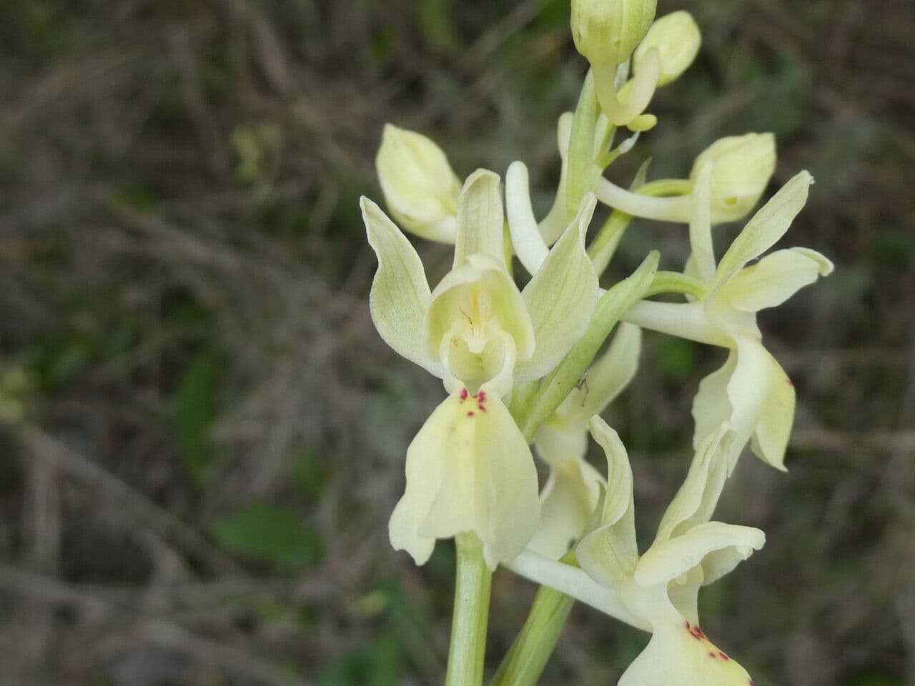 Orchide provinciale 4