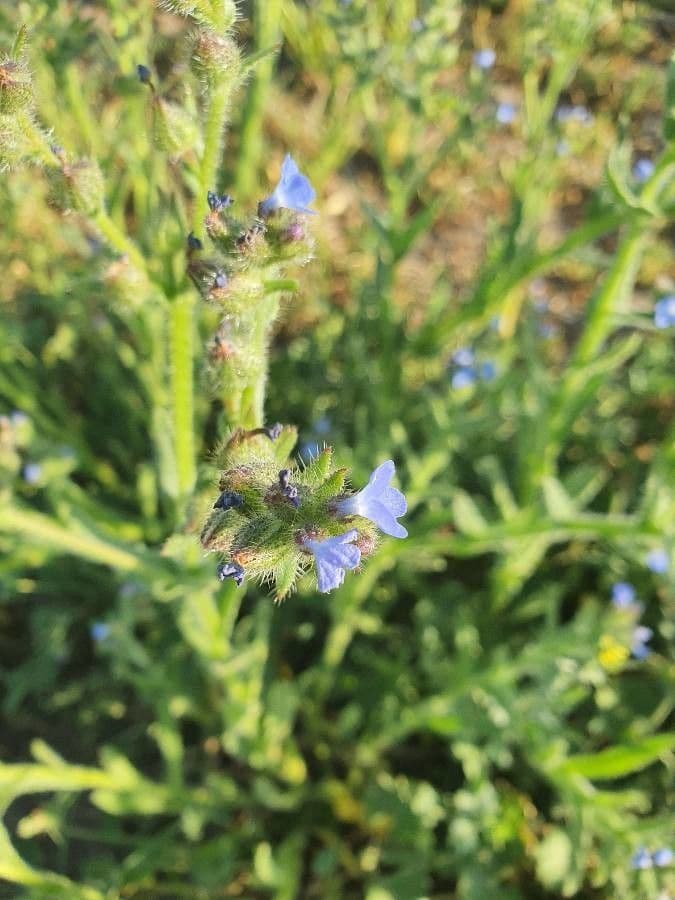 Buglossa selvatica 5