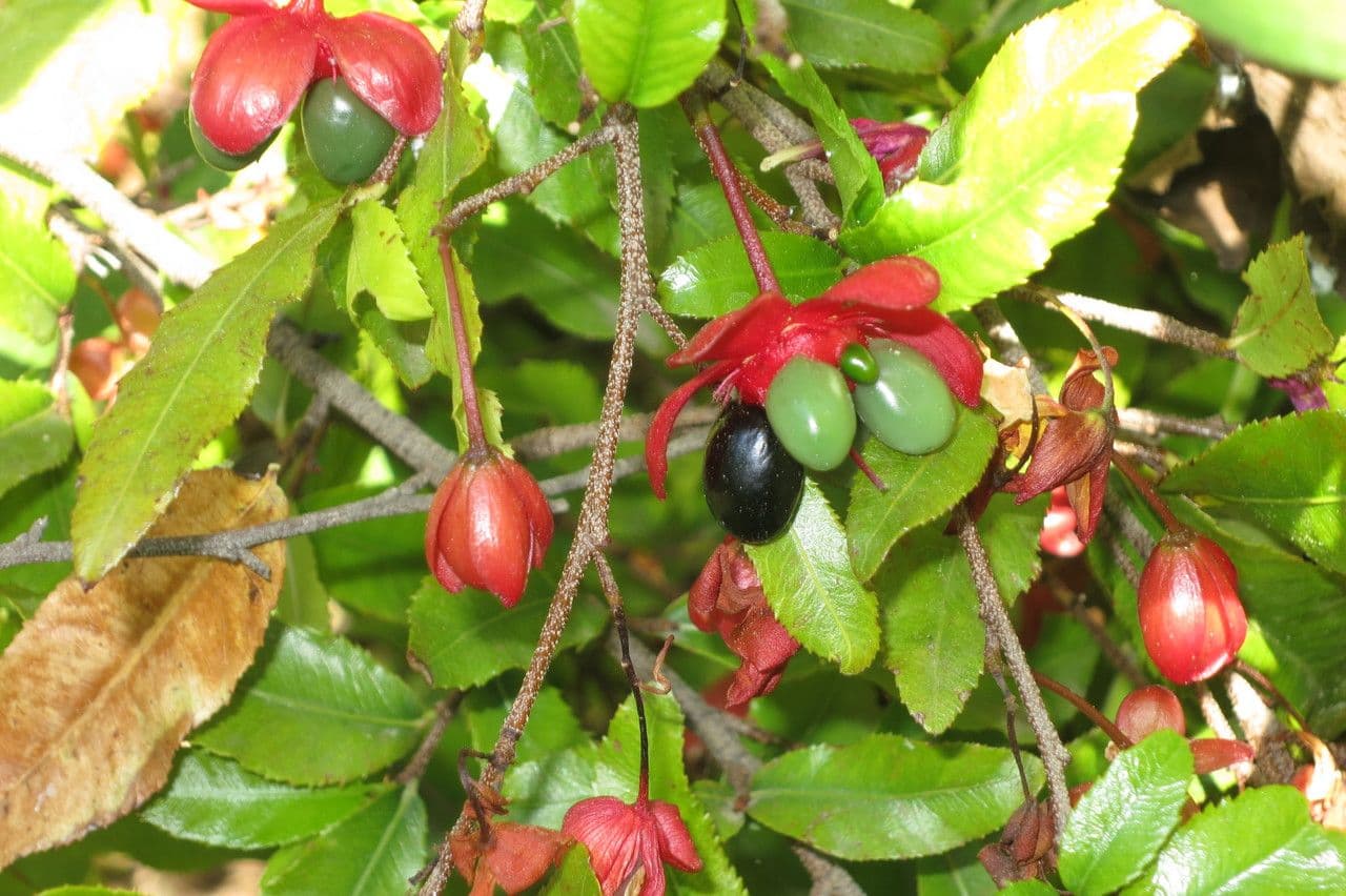 Ochna serrulata 25