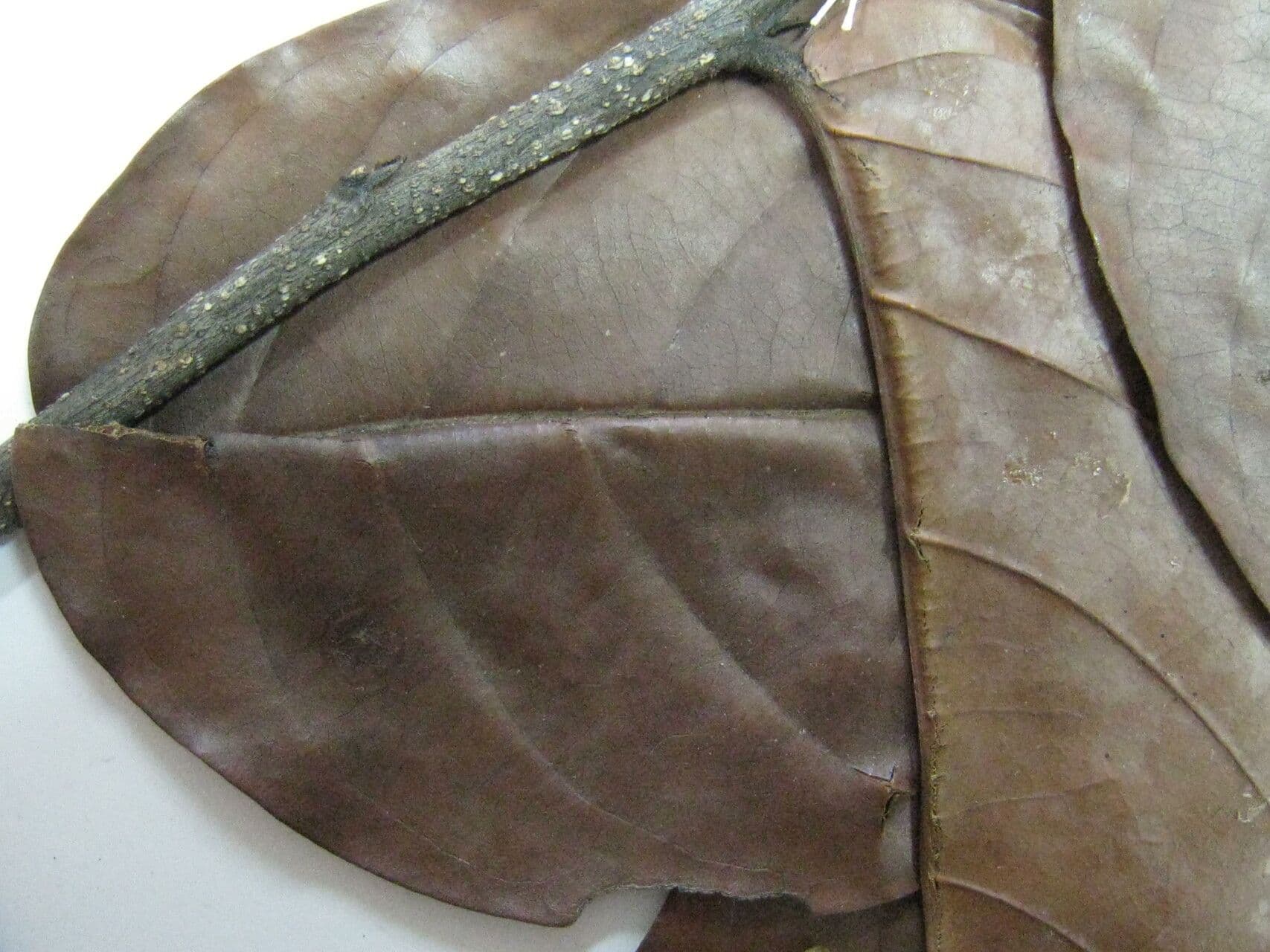 Licania 3