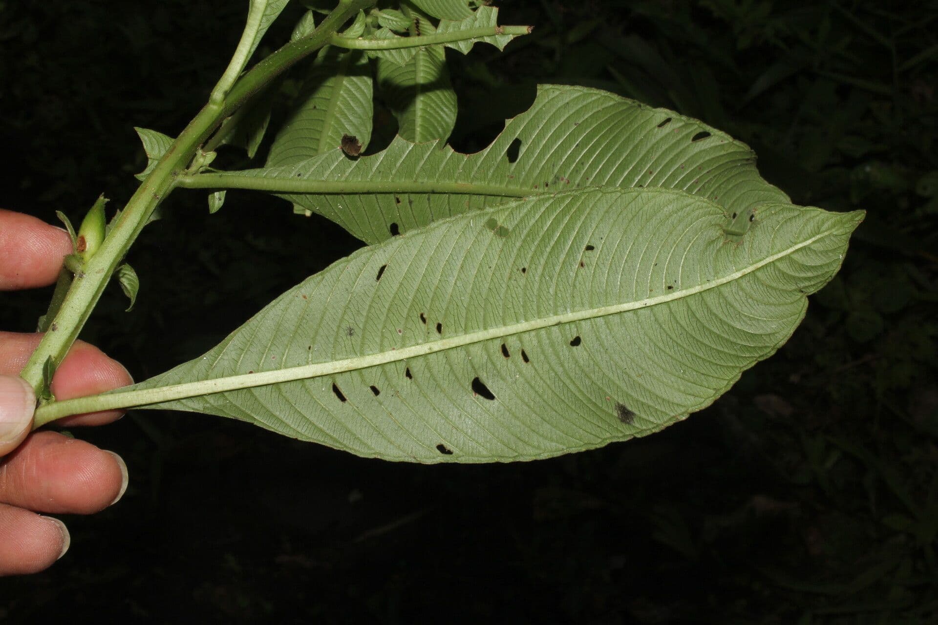 Ludwigia 5