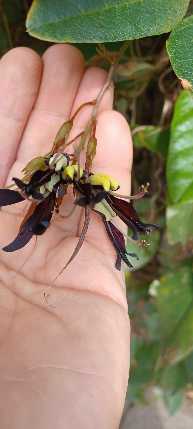 Kennedia nera 5