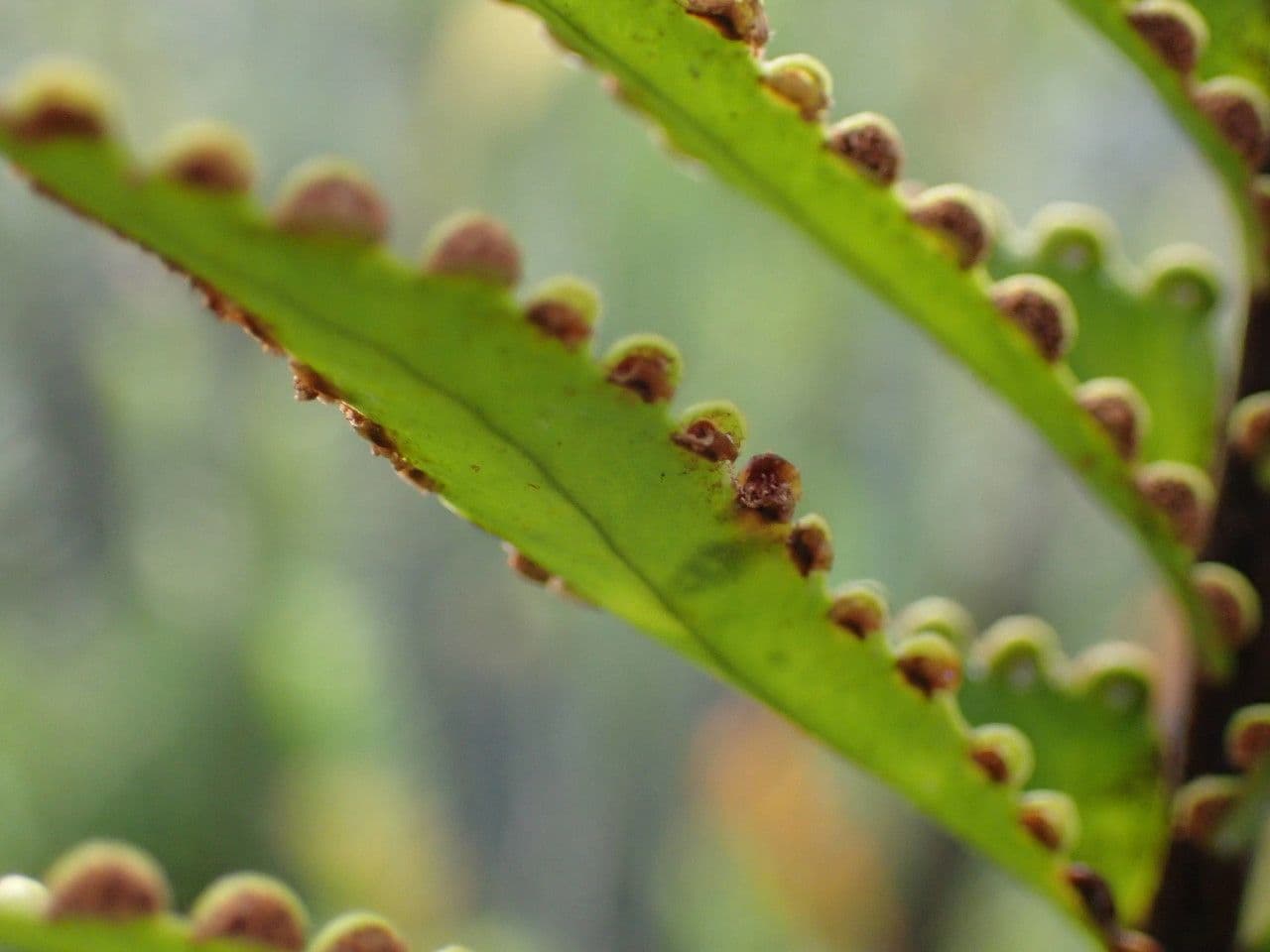 Nephrolepis 2