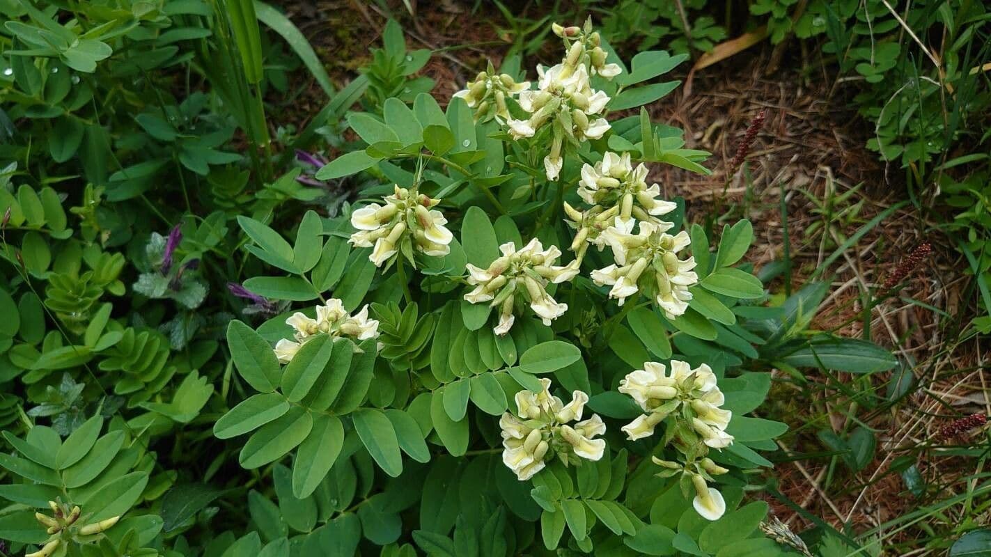 Astragalo 10