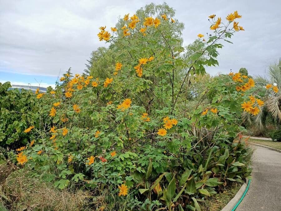 Tithonia diversifolia 15