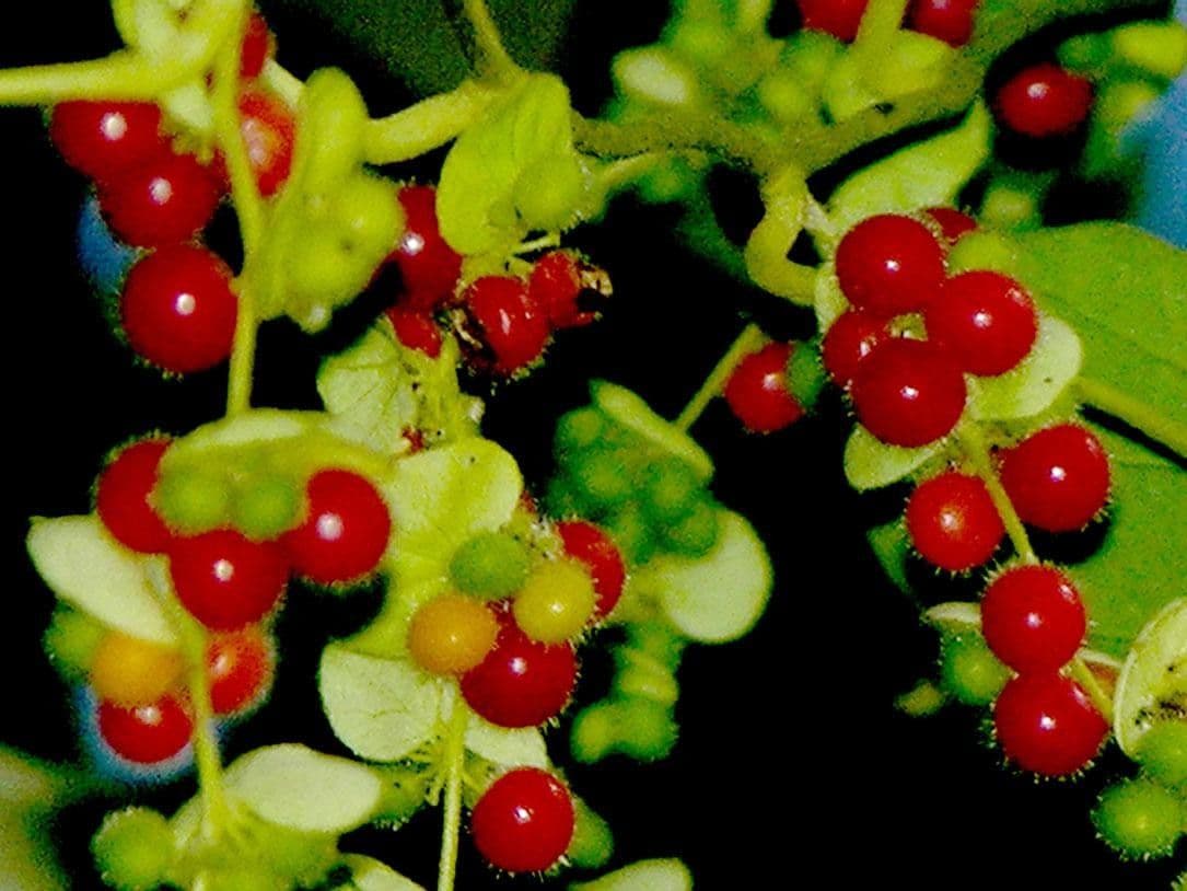 Cissampelos pareira 4