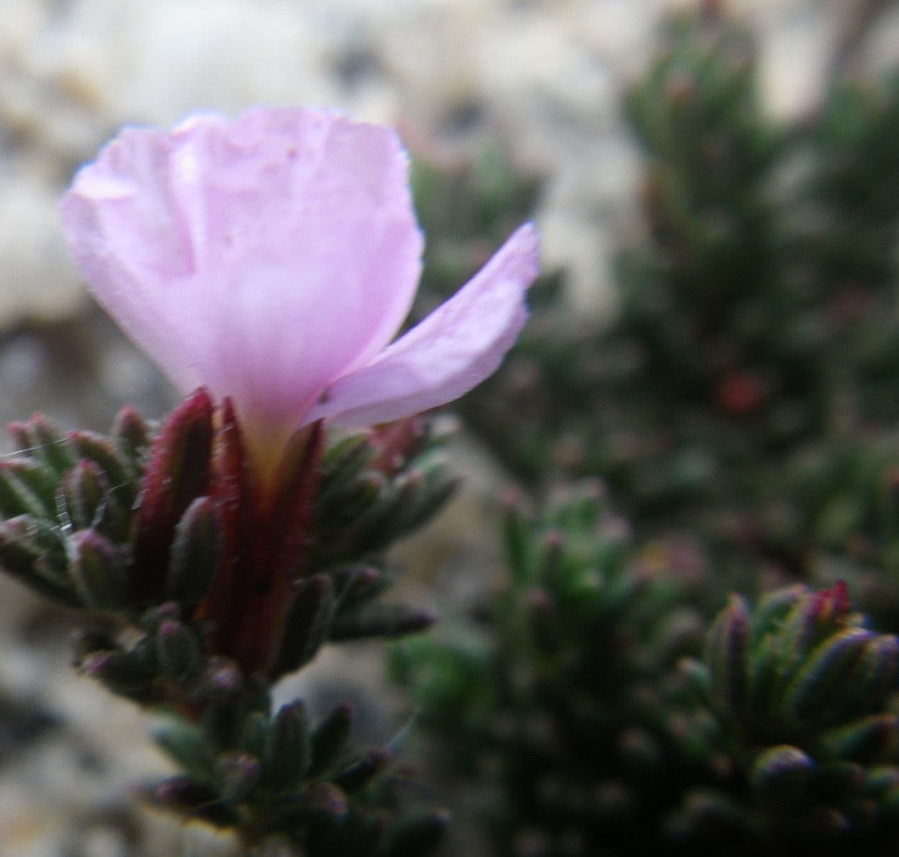 Frankenia liscia