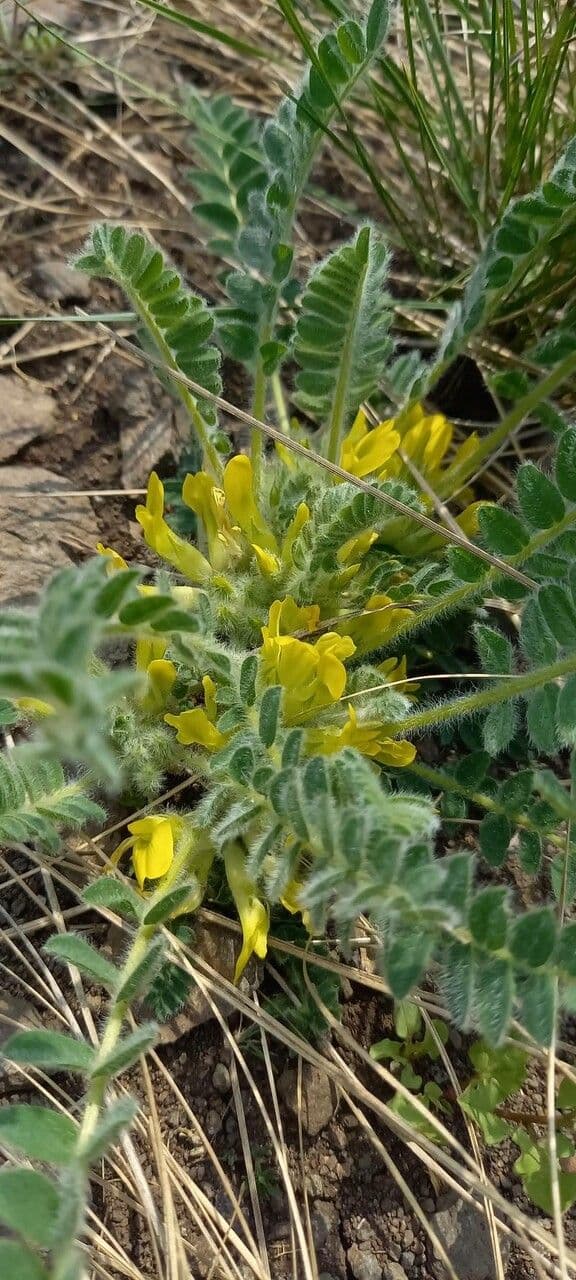 Astragalo 3