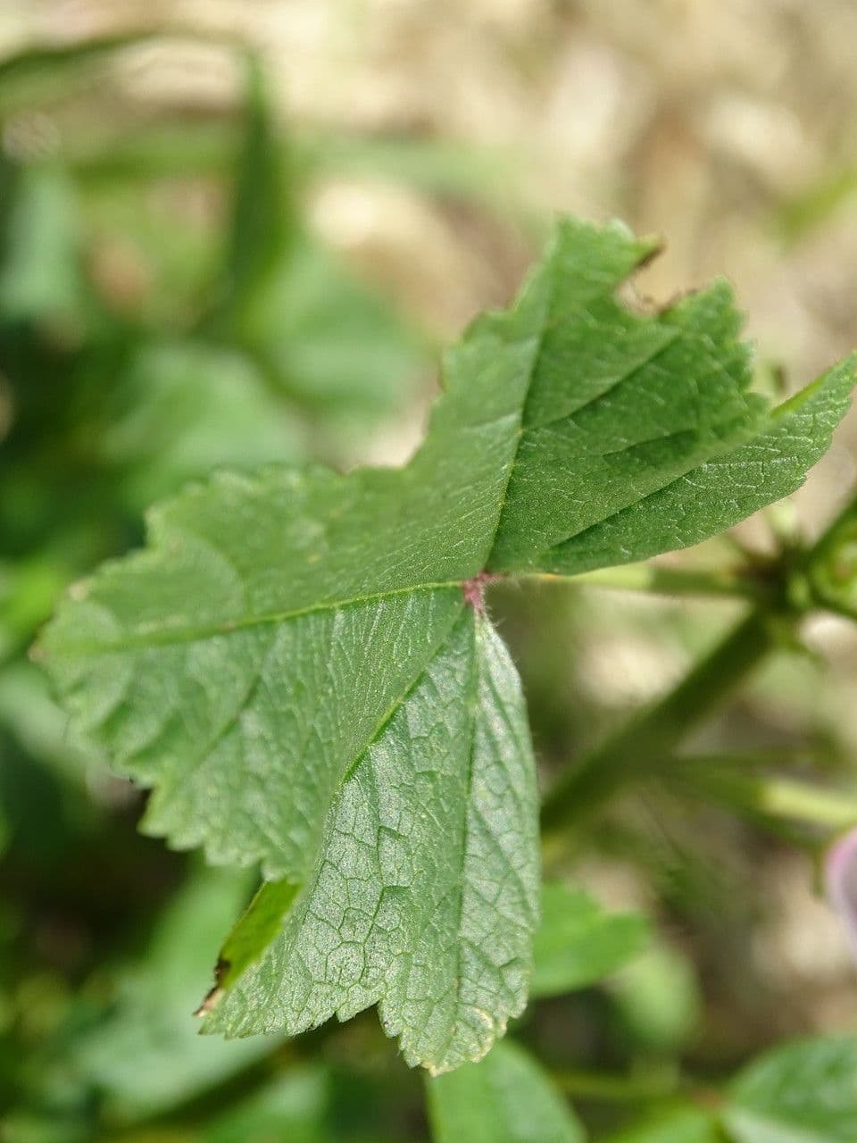 Malva di Creta 14