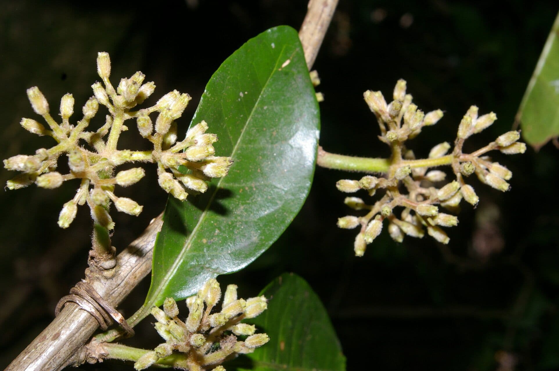 Rochefortia 7