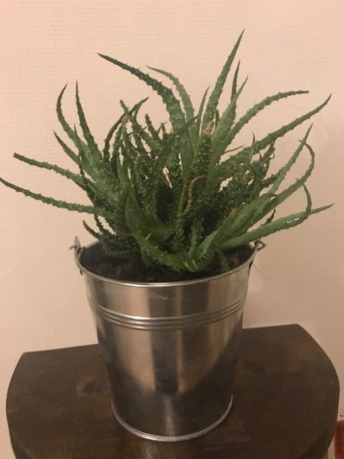 Zwerg-Igelaloe 7
