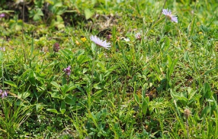Alpen-Aster 10