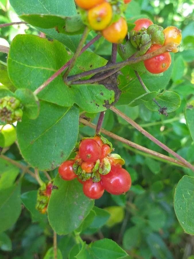Caprifoglio etrusco 4