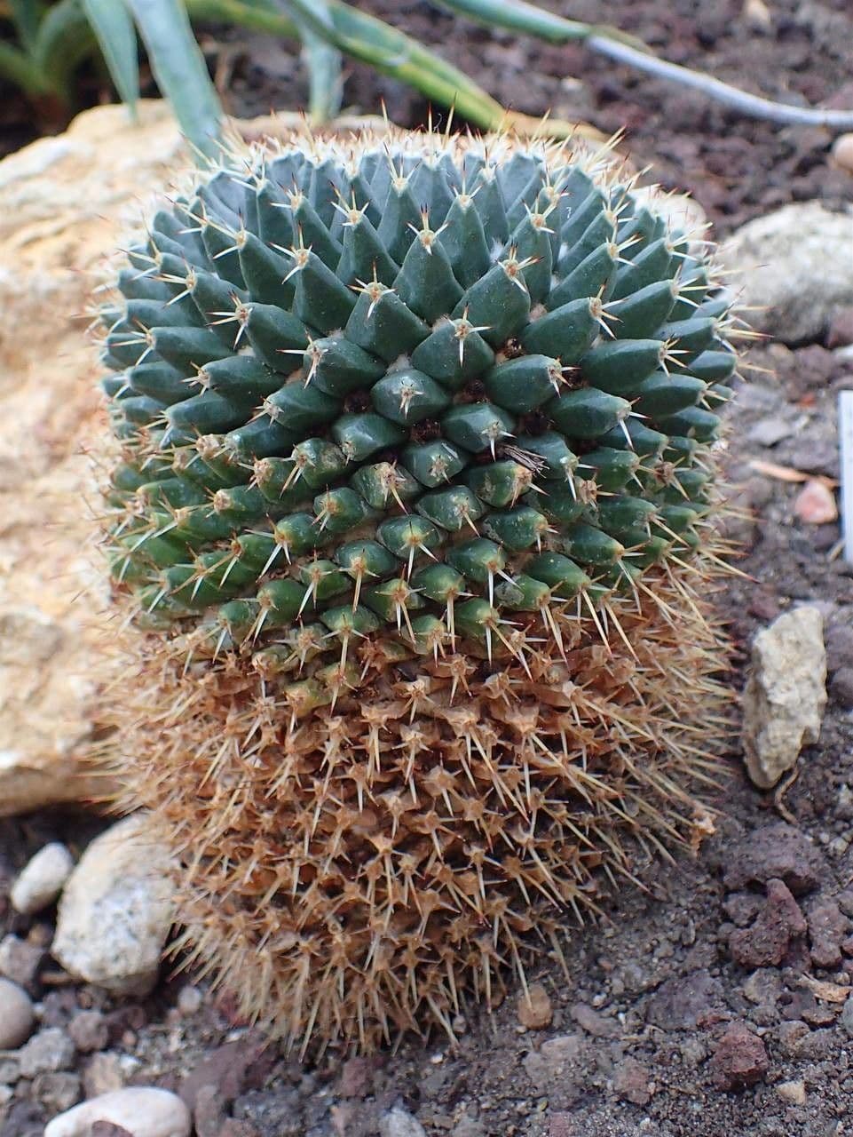 Mammillaria 3